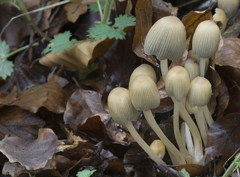 Coprinellus silvaticus